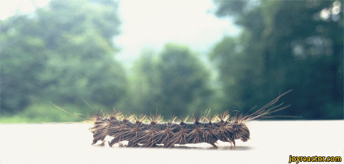 caterpillar-walking-gif-1274323.gif